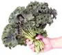 Delicious Kale recipe from Natures Greens