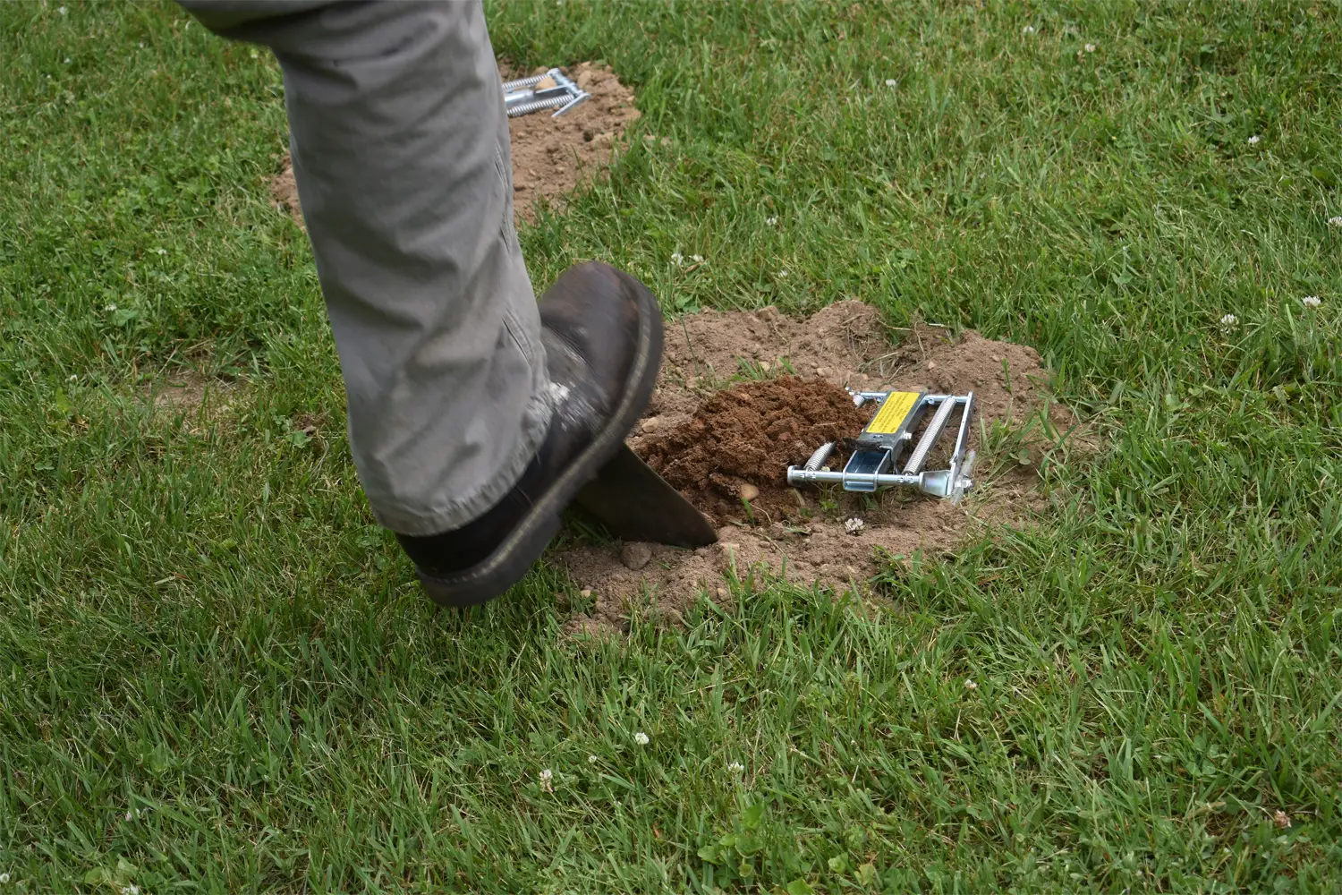 Moles digging up your yard?