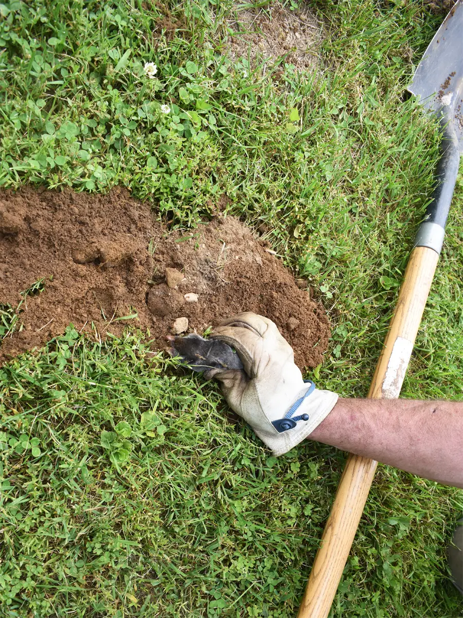 Moles digging up your yard and mole traps not working?