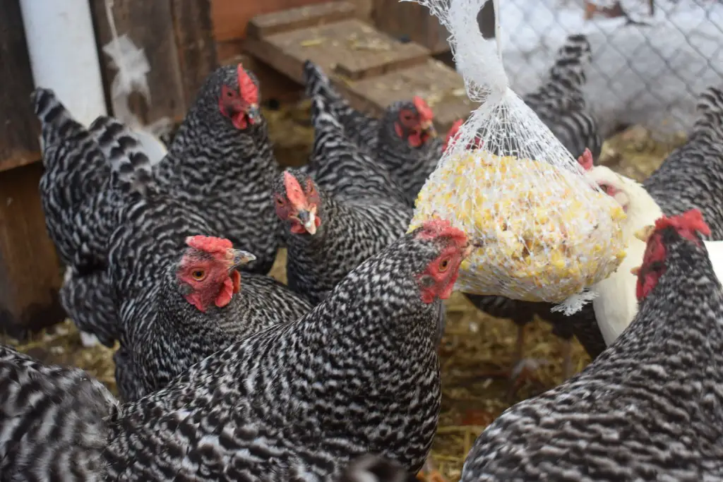 Healthy winter treats for chickens