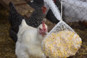 Winter treats for hens and chickens